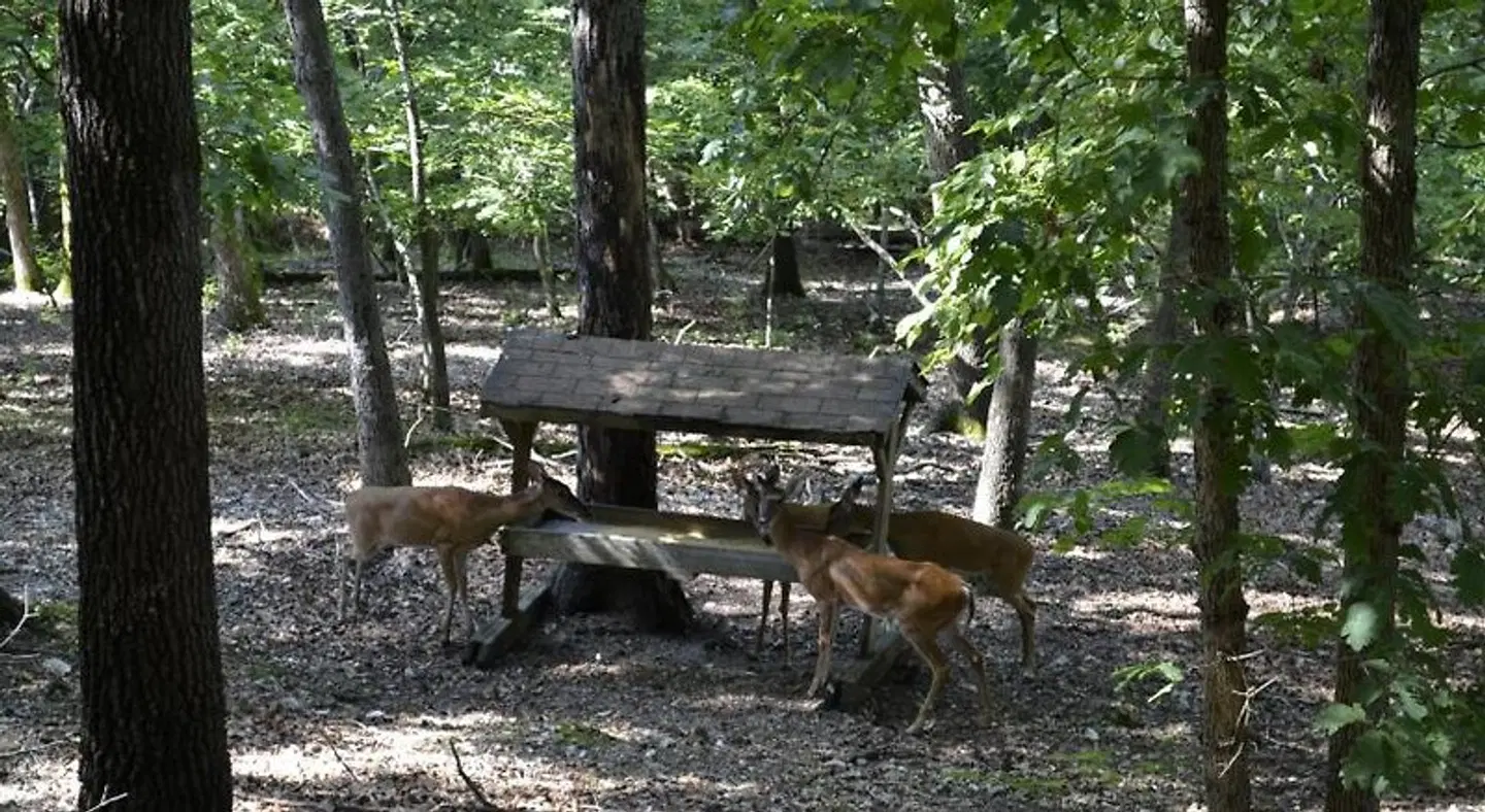 Apple Blossom Inn Tiere