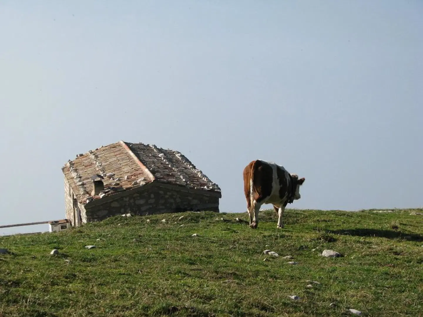 Belvedere Tiere