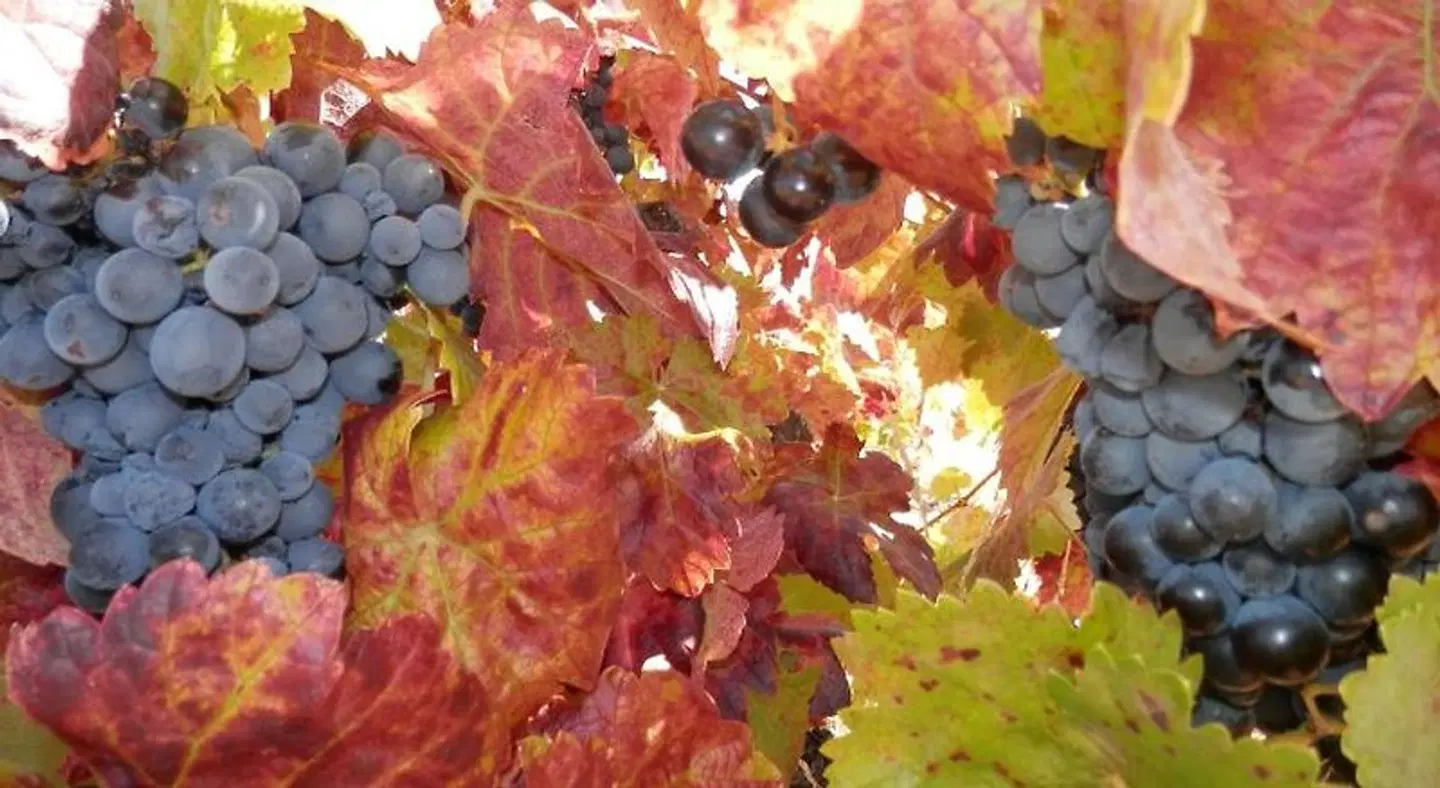 Puial de l Douro Tiere