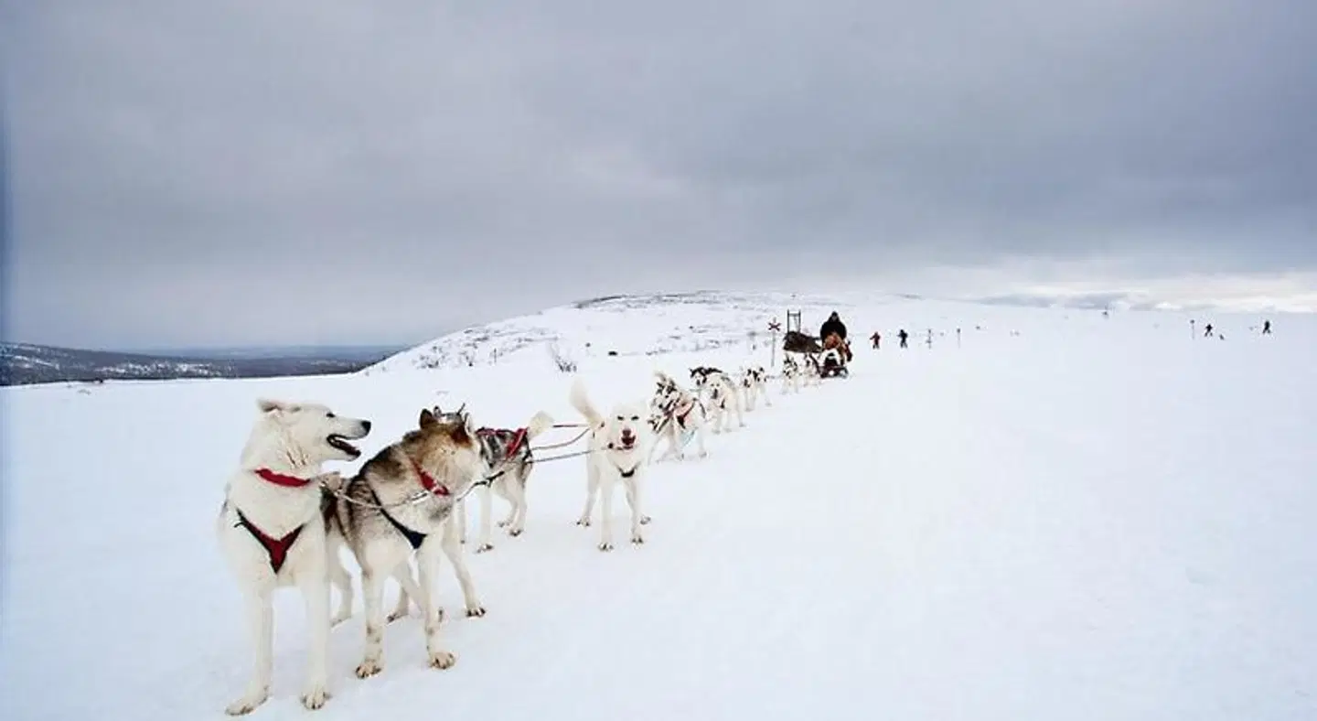 Storhogna Högfjällshotell & Spa Tiere