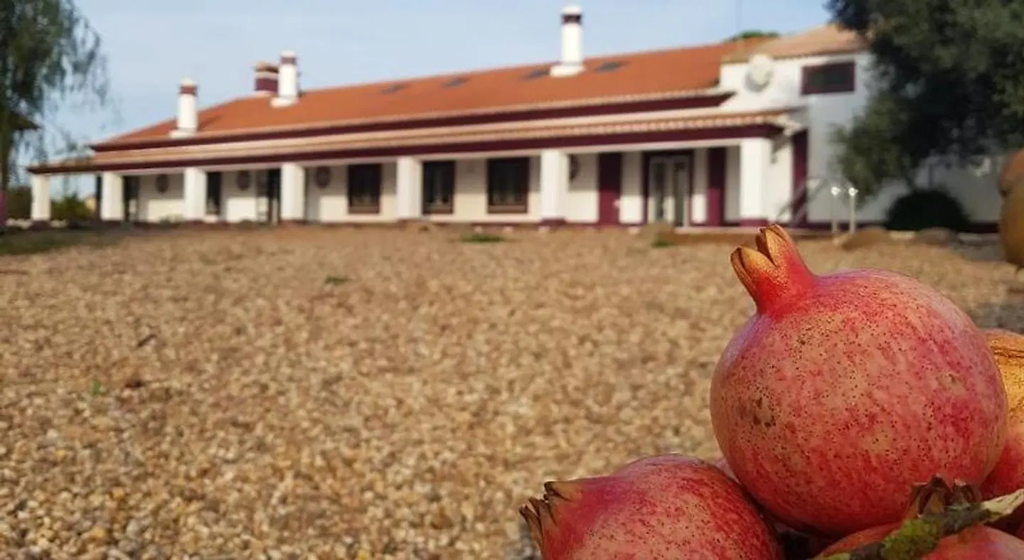 Monte da Floresta B&B Terrasse