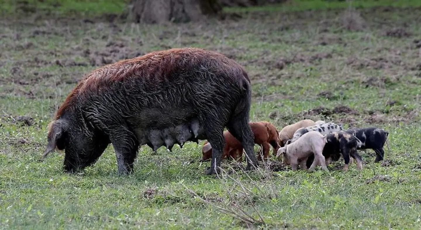 Pension Tiina Tiere