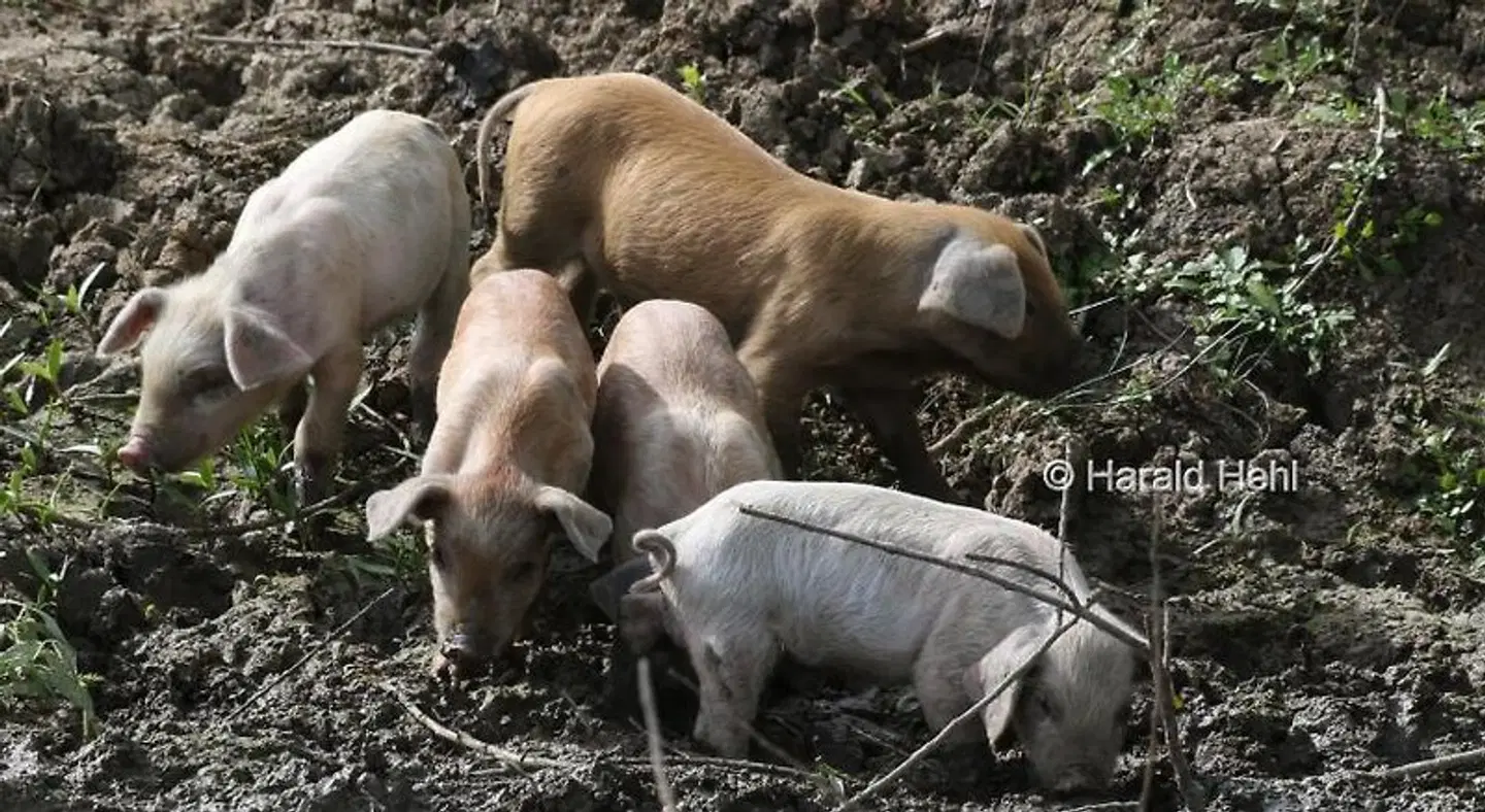 Pension Tiina Tiere