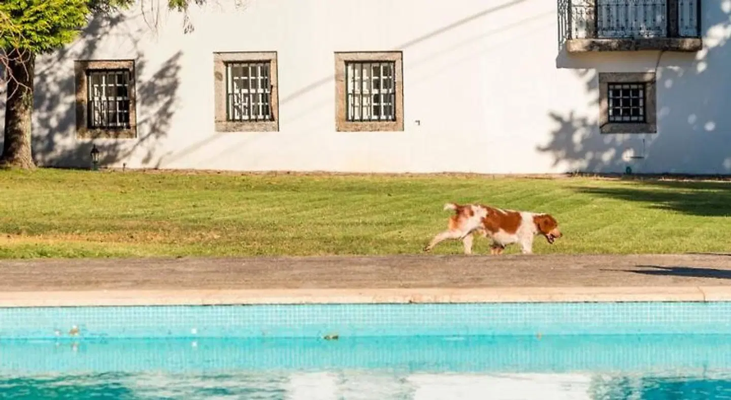 Casa das Paredes Tiere