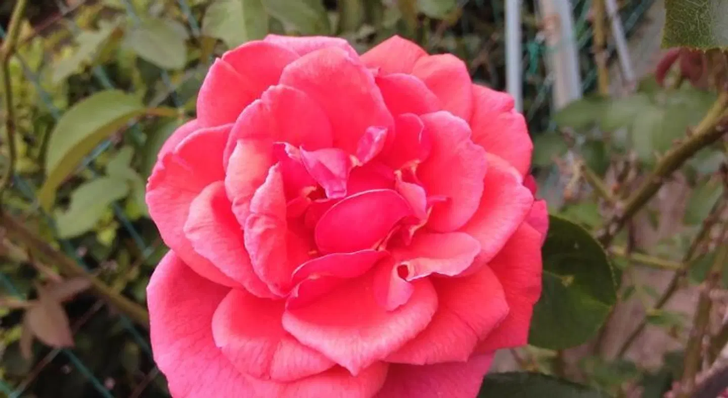Affittacamere Le Rose LANDSCAPE