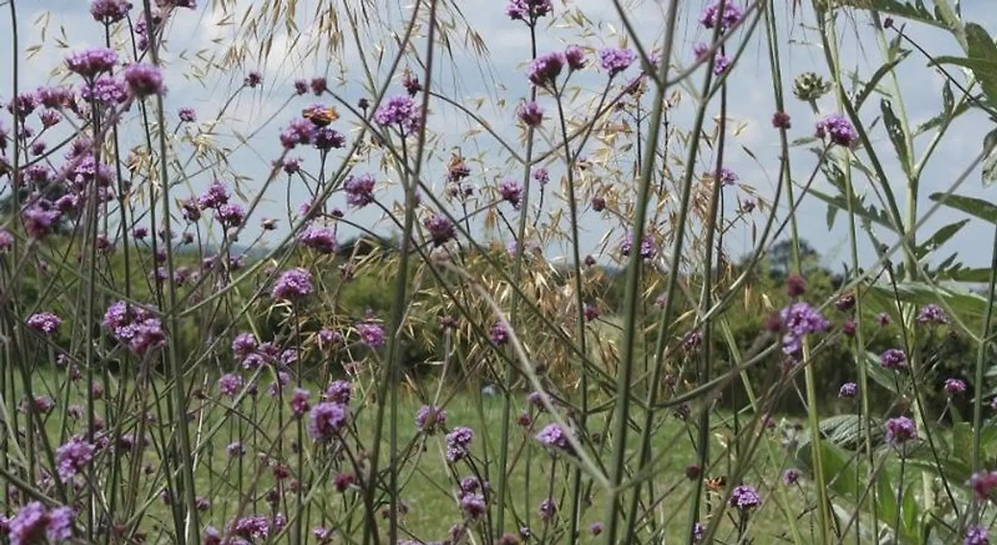 Handley Barn LANDSCAPE