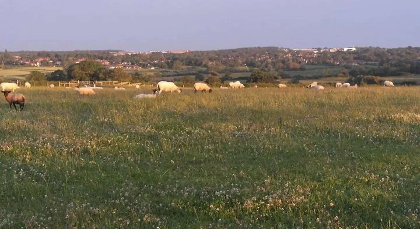 Handley Barn LANDSCAPE
