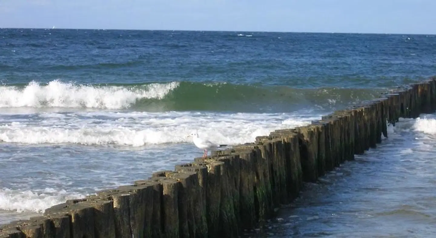 Strandgut Strand