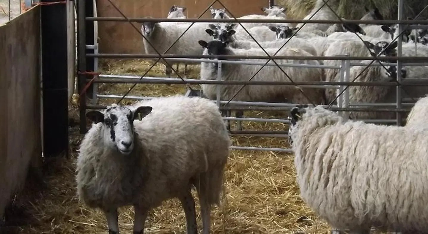 Pear Tree Farm B&B Tiere