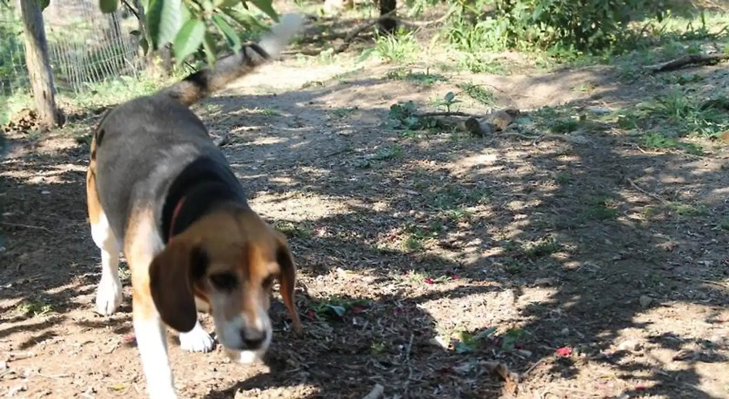 Agriturismo Piccolo Paradiso Tiere