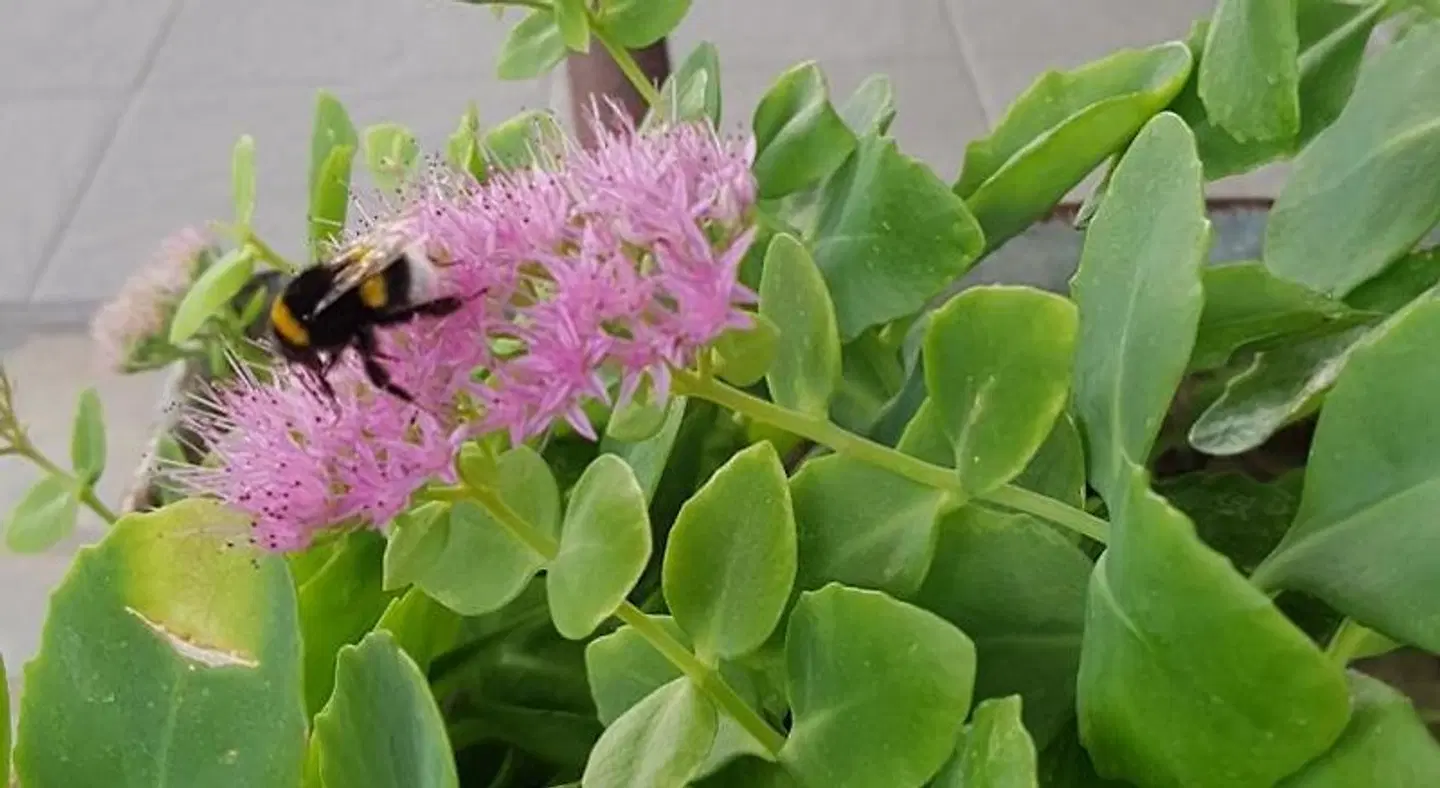 Metoxi Hotel LANDSCAPE