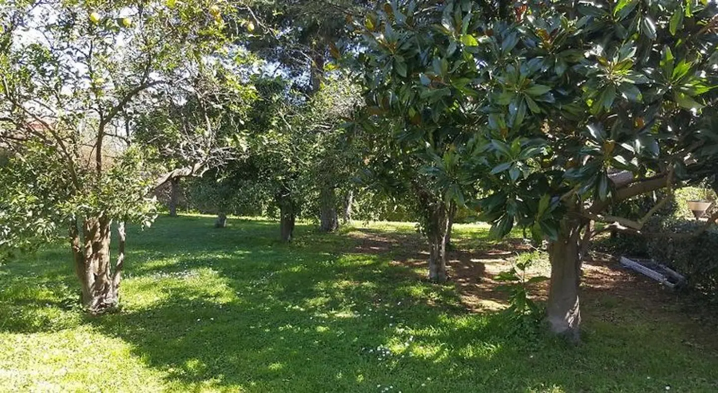 Lemon Rooms Sorrento Garten