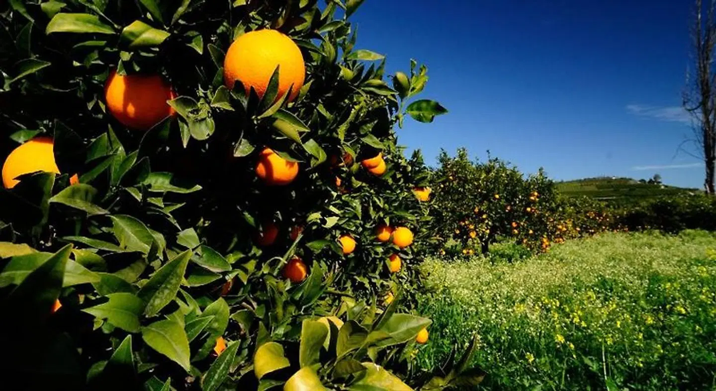 Morfeas Hotel LANDSCAPE