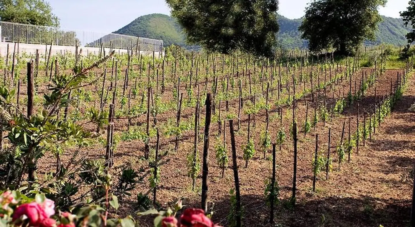 Tenuta D'Amore LANDSCAPE
