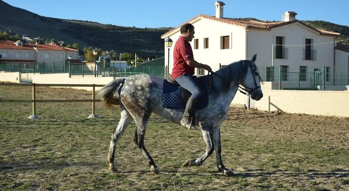 Rural Reillo Tiere