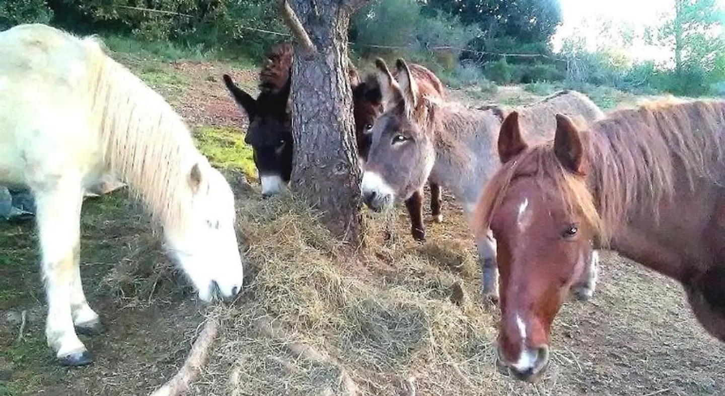 Les Anes de Petit Jean Tiere