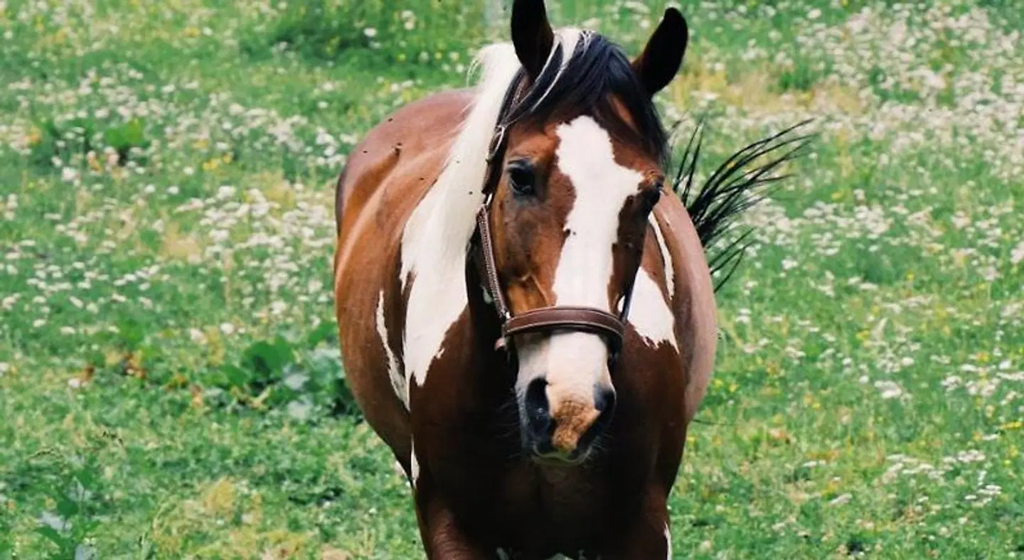 Martellerhof Tiere