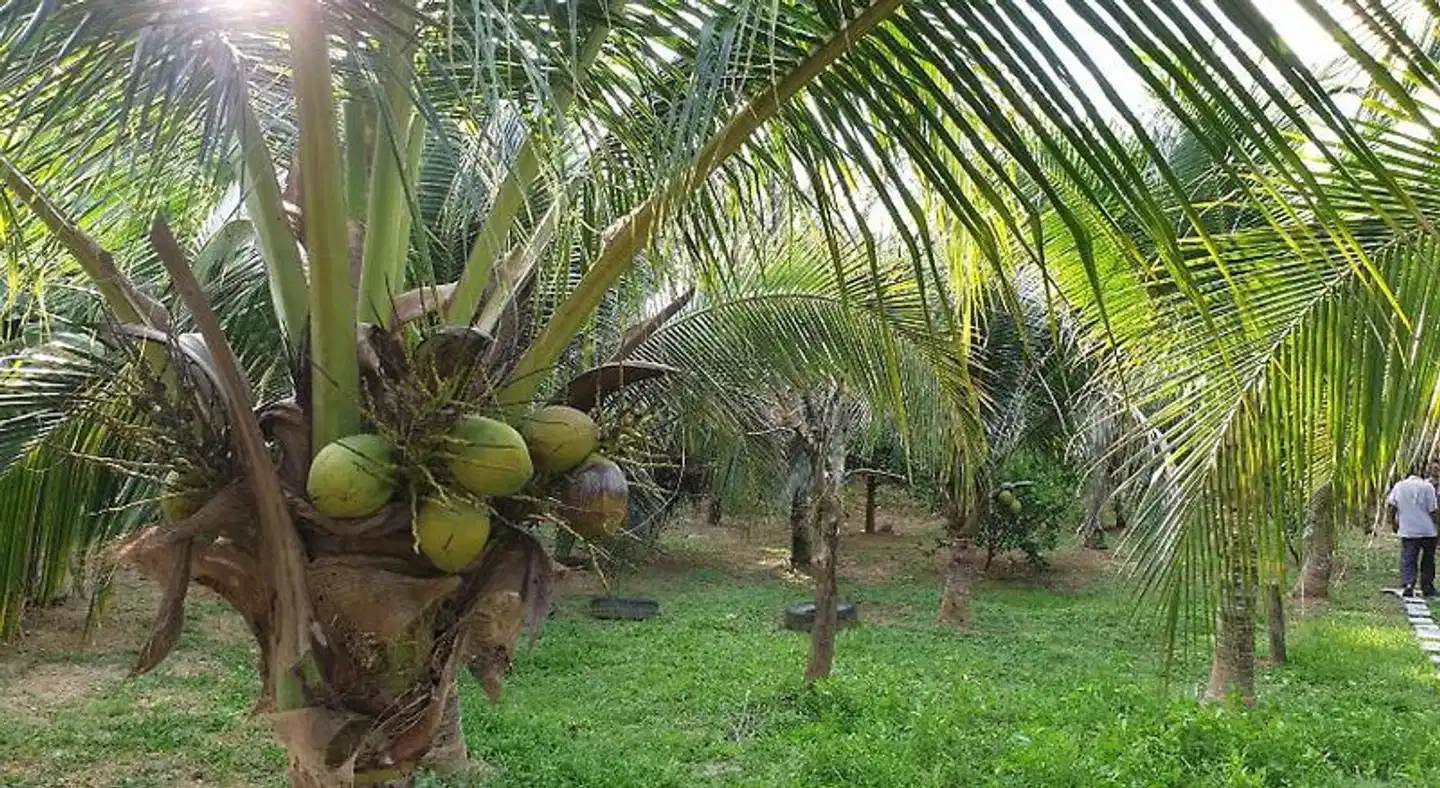 Baan Suan Coconut Ko Yao Noi Garten