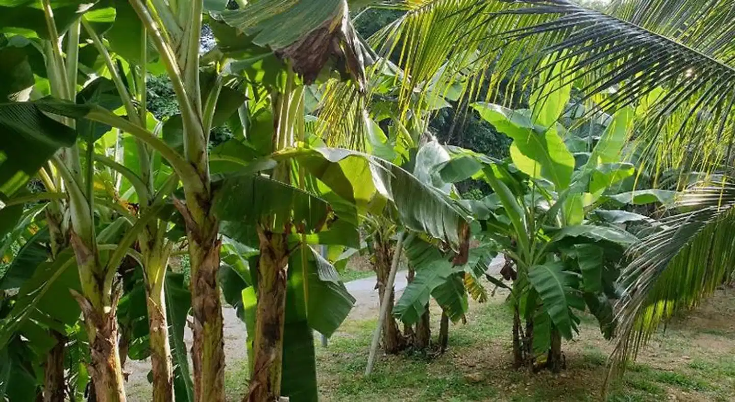 Baan Suan Coconut Ko Yao Noi Garten