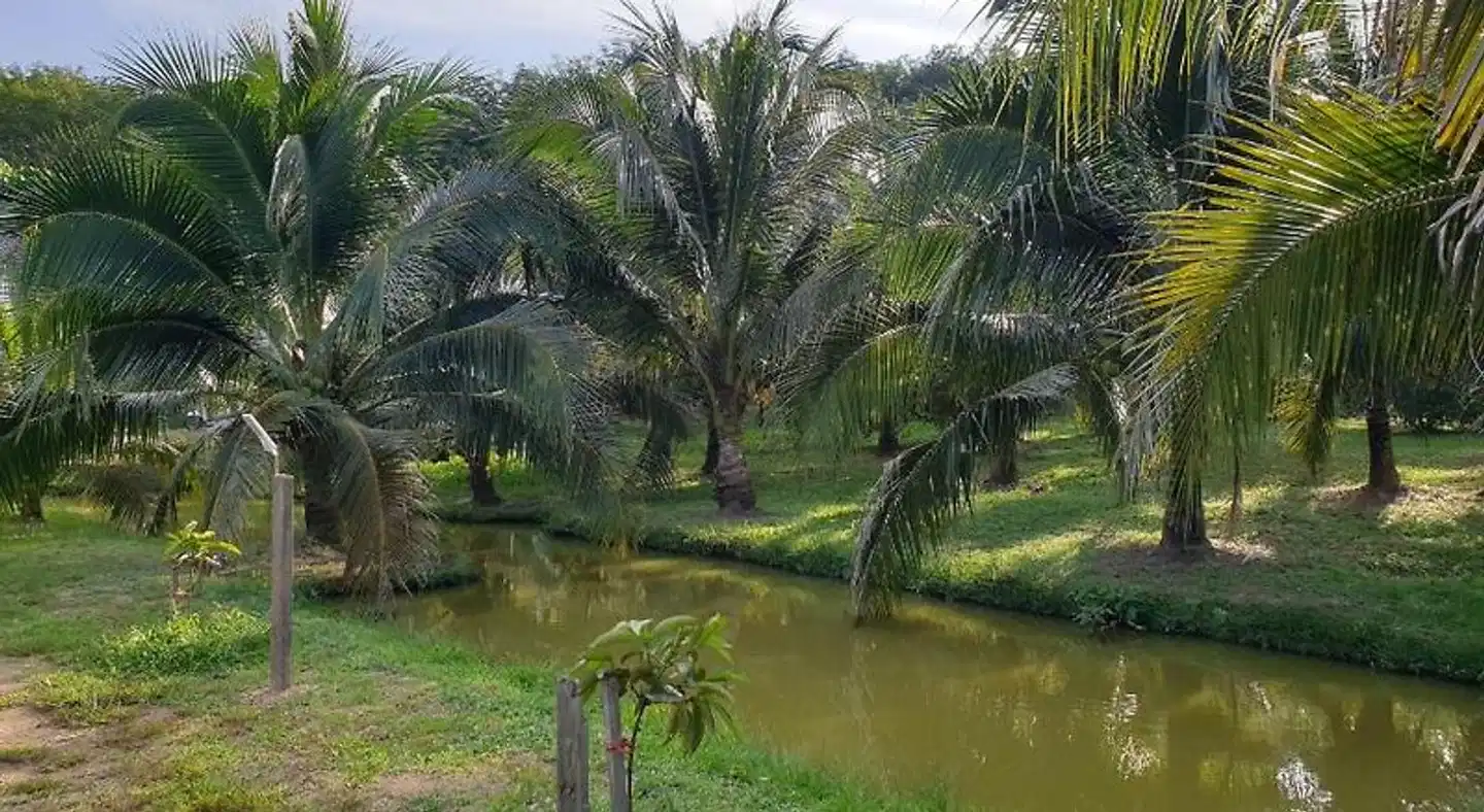 Baan Suan Coconut Ko Yao Noi Garten