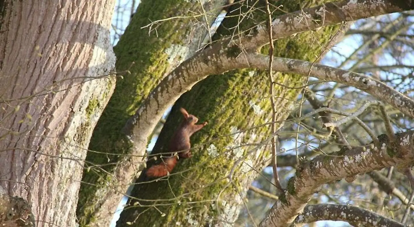 Au Cocon de Sologne Tiere