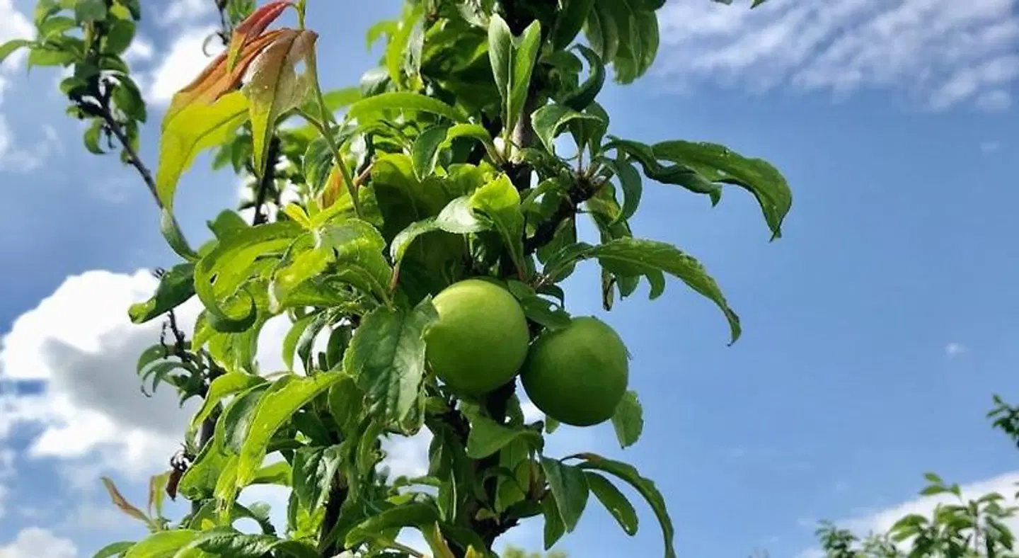 B&B la Serenissima Garten