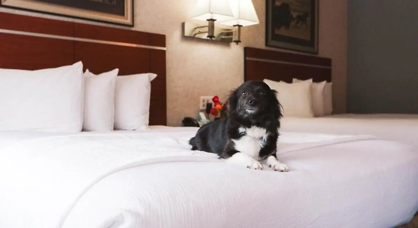 Brandin' Iron Inn Tiere