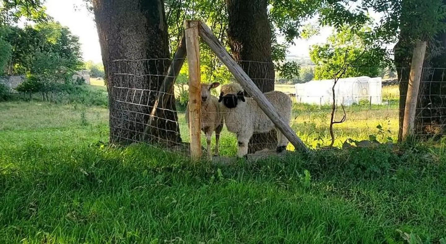 Domaine des Maillets Tiere