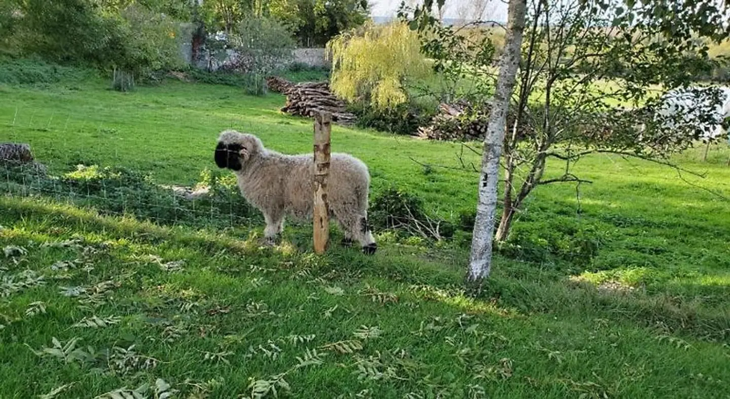 Domaine des Maillets Tiere