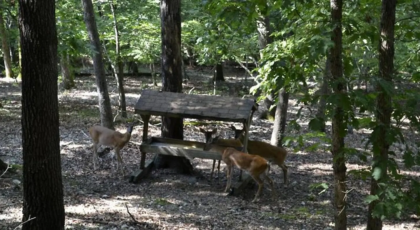 Apple Blossom Inn Tiere