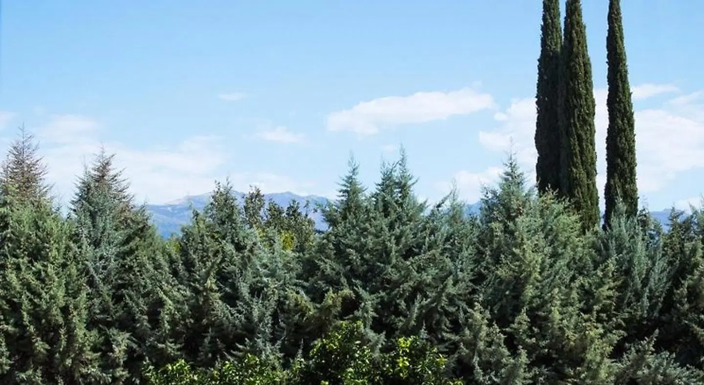 Alcor del Roble LANDSCAPE