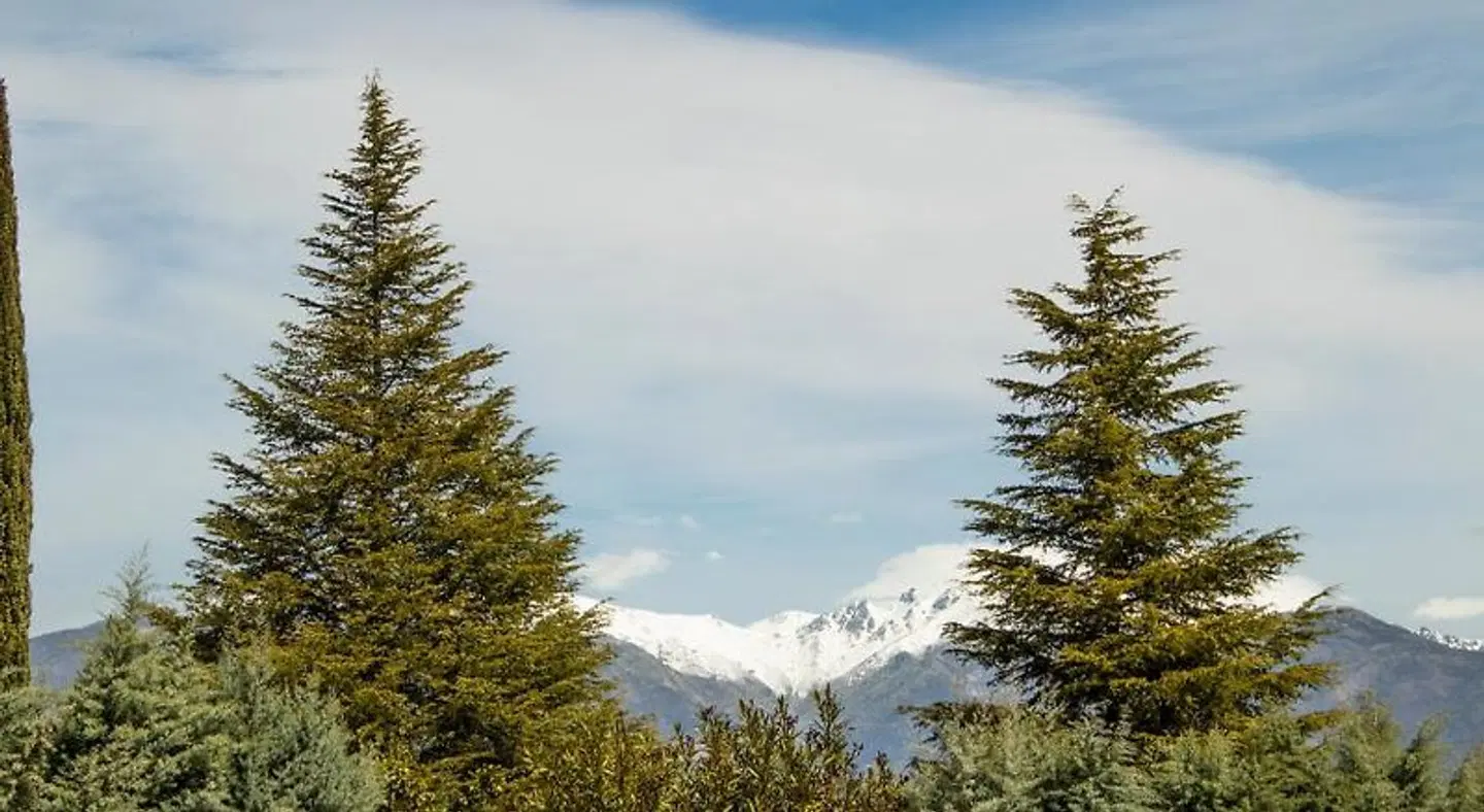 Alcor del Roble LANDSCAPE