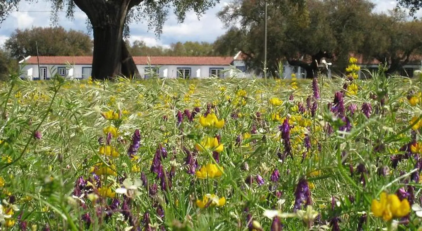 Monte das Faias Garten