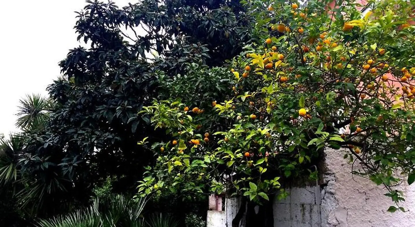 Orange Garden Garten