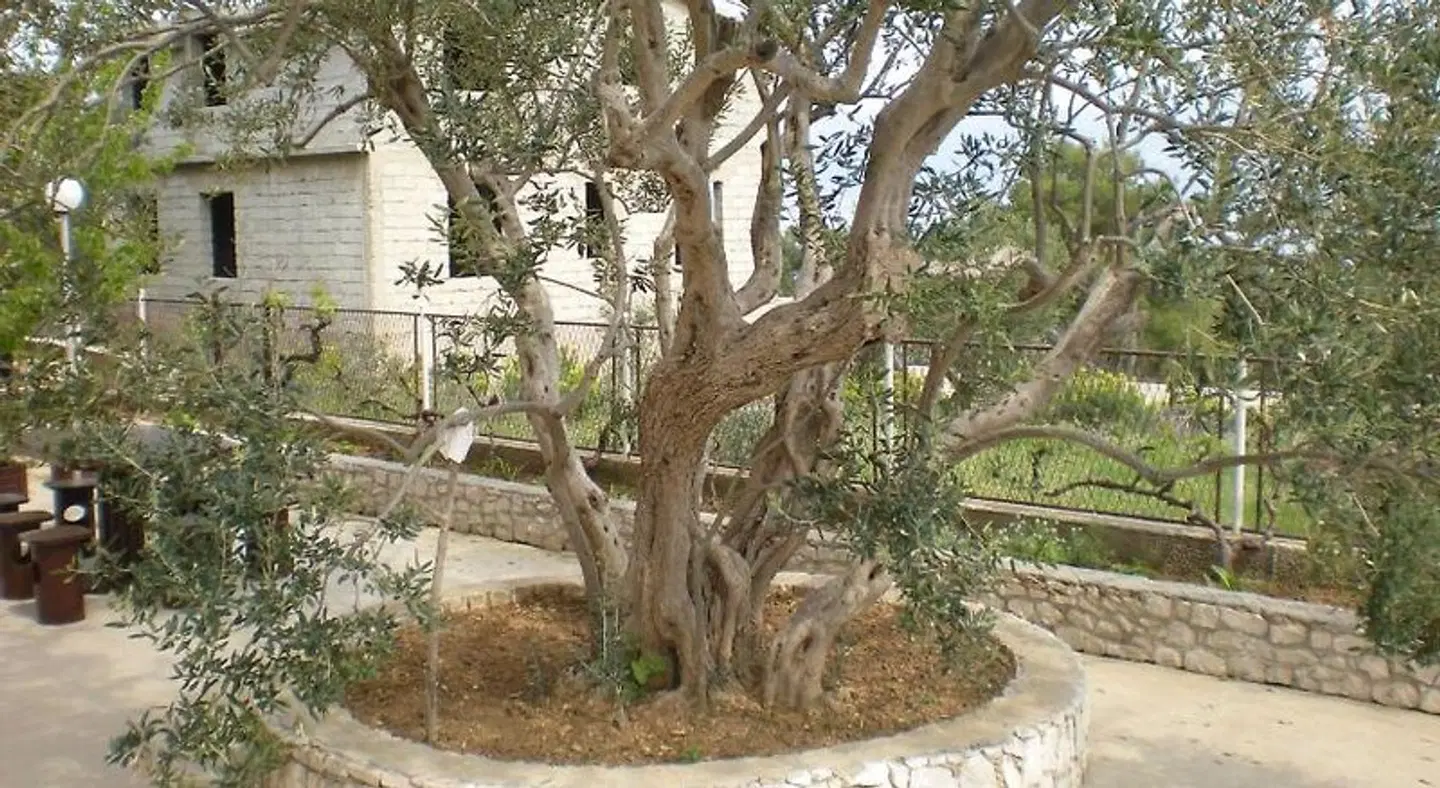 Apartments Jelica LANDSCAPE