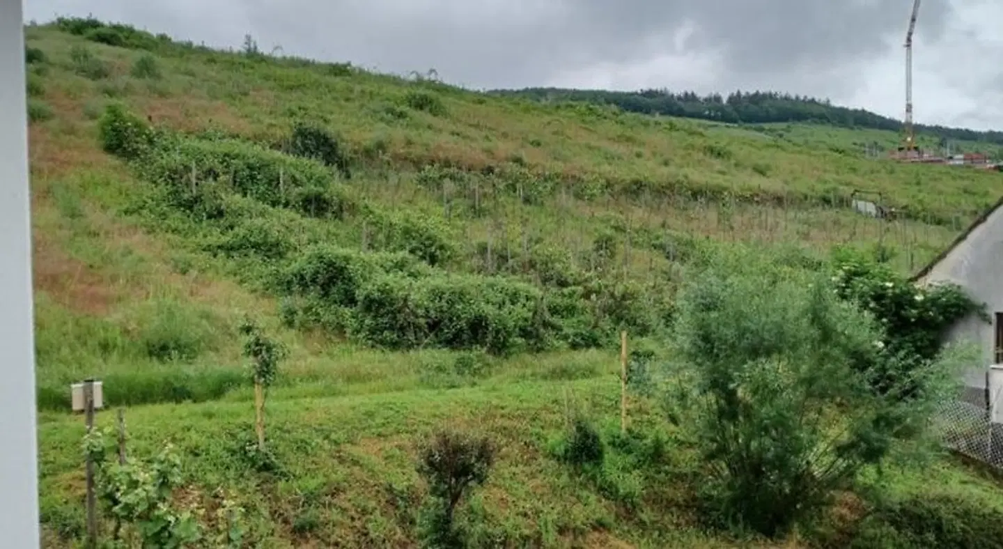 Gastehaus Bausch LANDSCAPE