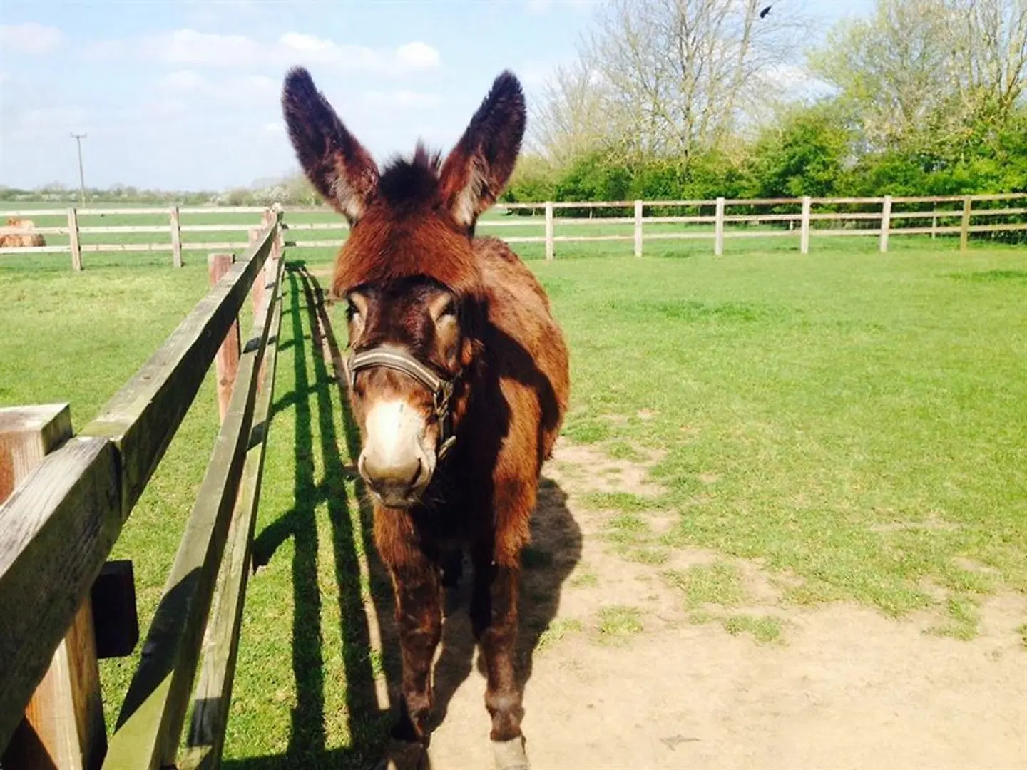 The Chestnuts Holiday Cottages Tiere