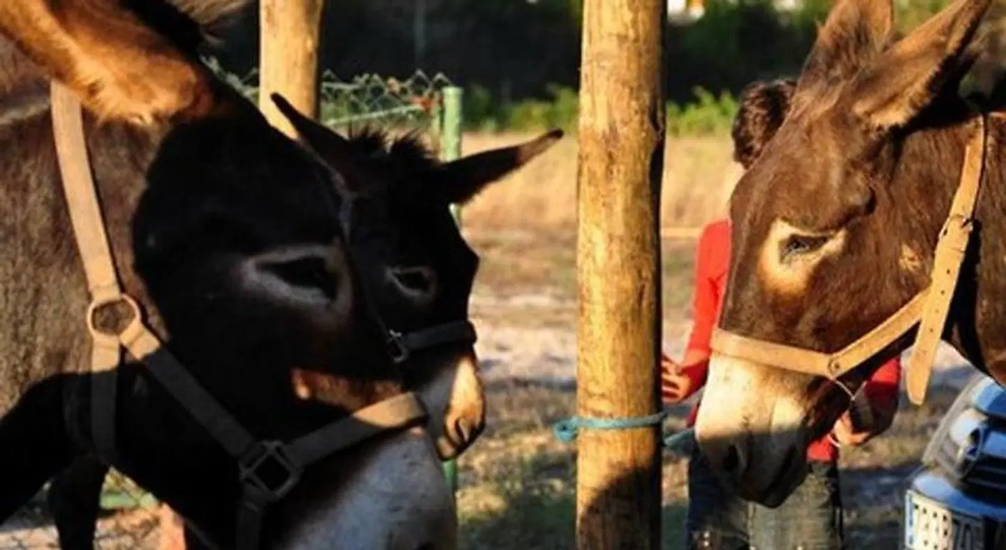 Quinta Pero Vicente Tiere