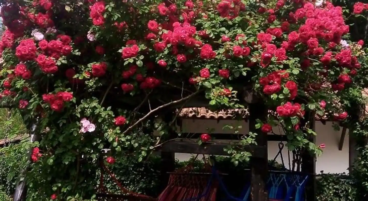 Apartamentos Samelar Garten