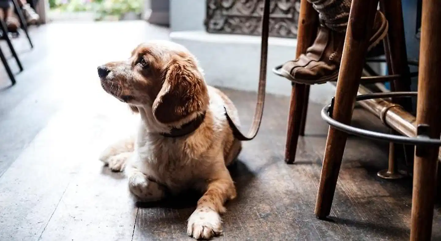 The Bull Hotel Tiere