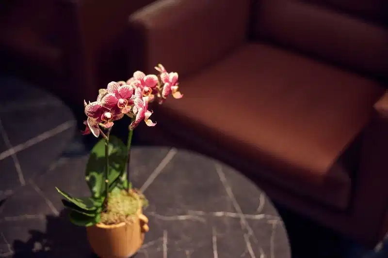 L'Hermitage Gantois, Autograph Collection – Hotelfoto