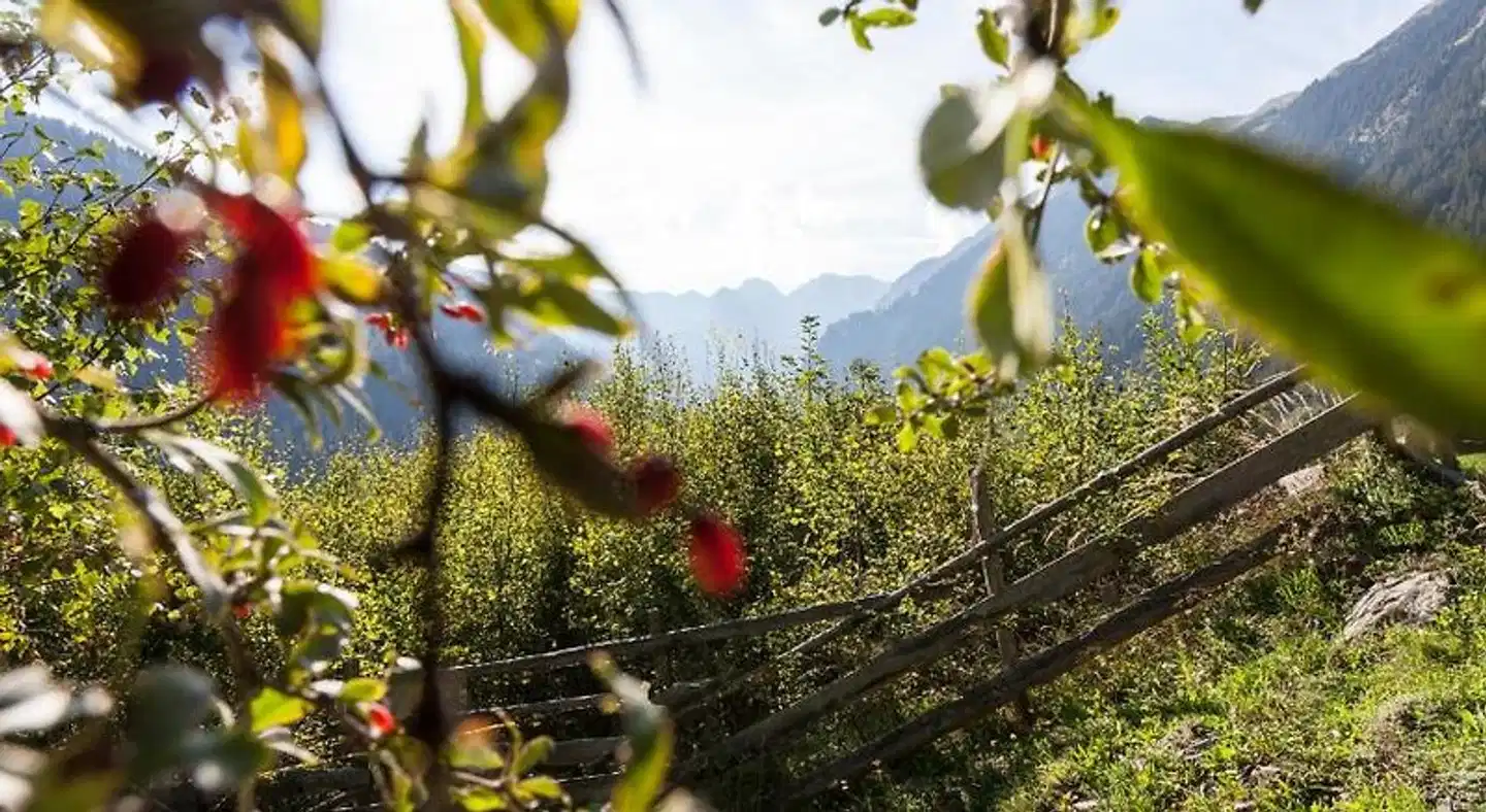 Alpenspitz Appartements - Garni - B&B Tiere