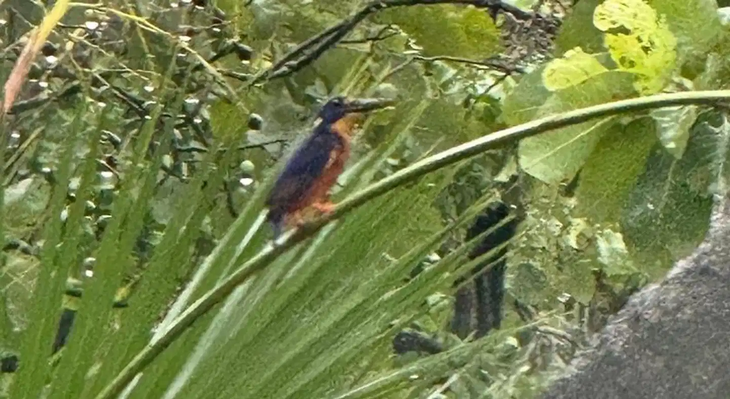 Darwin Boomerang Motel and Caravan Park Tiere