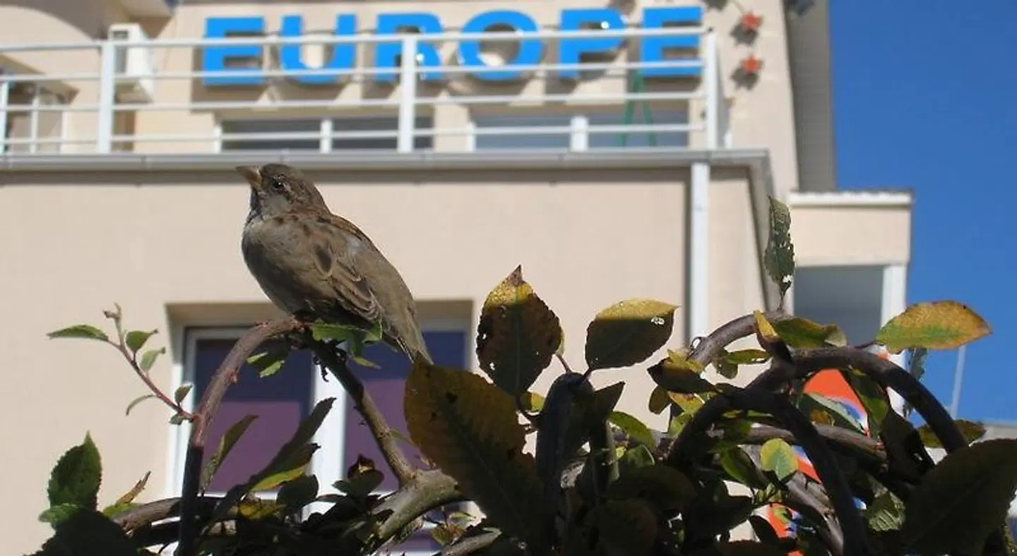 Europe Guesthouse Tiere
