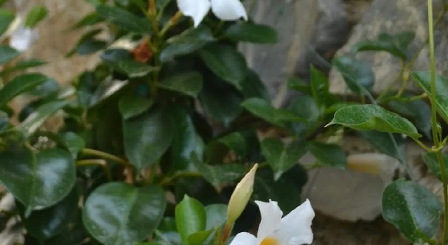 Il Porto di Benny LANDSCAPE