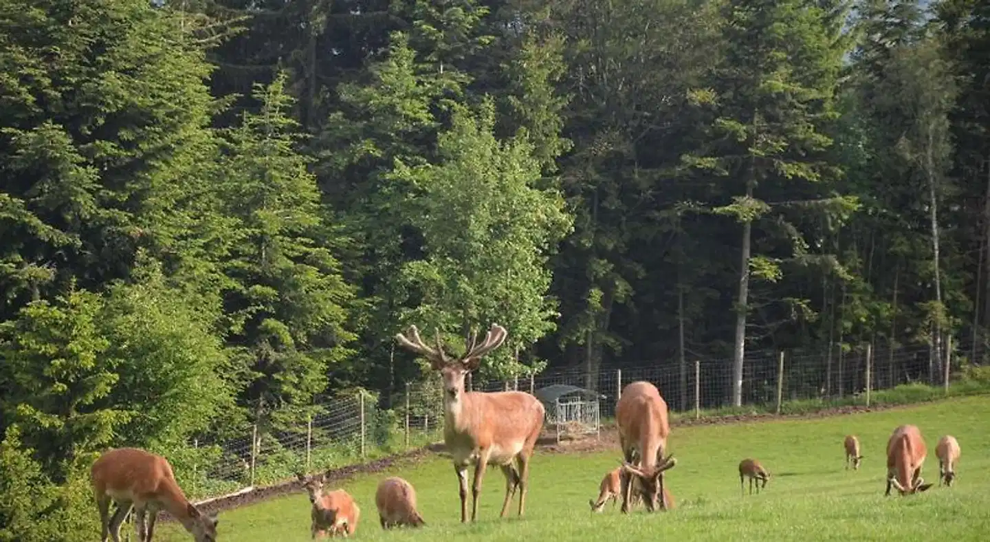 Wildwiesenhof Tiere