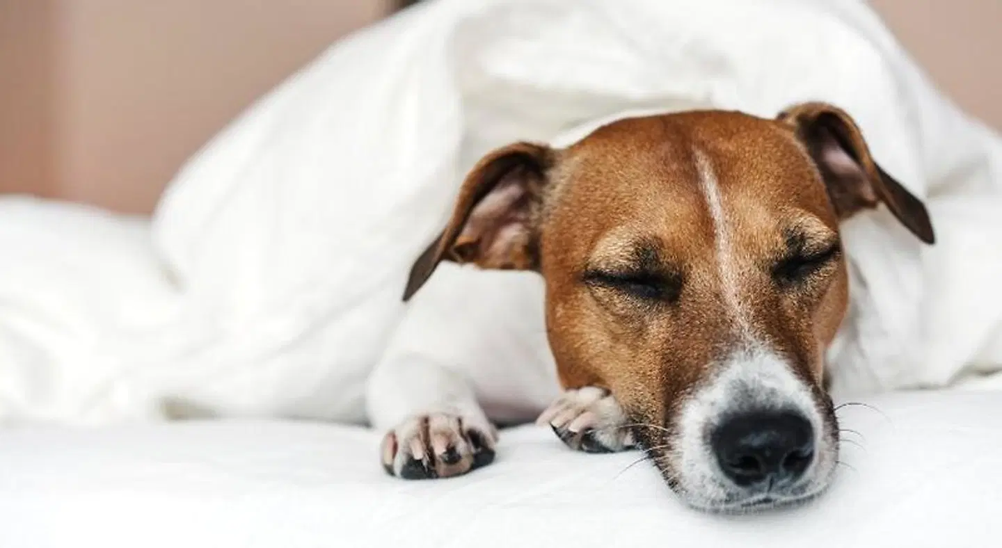 Holiday Inn - the niu, Star Sindelfingen Tiere