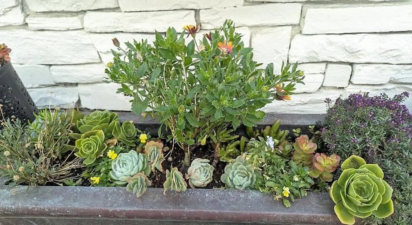 Capitola Hotel Garten