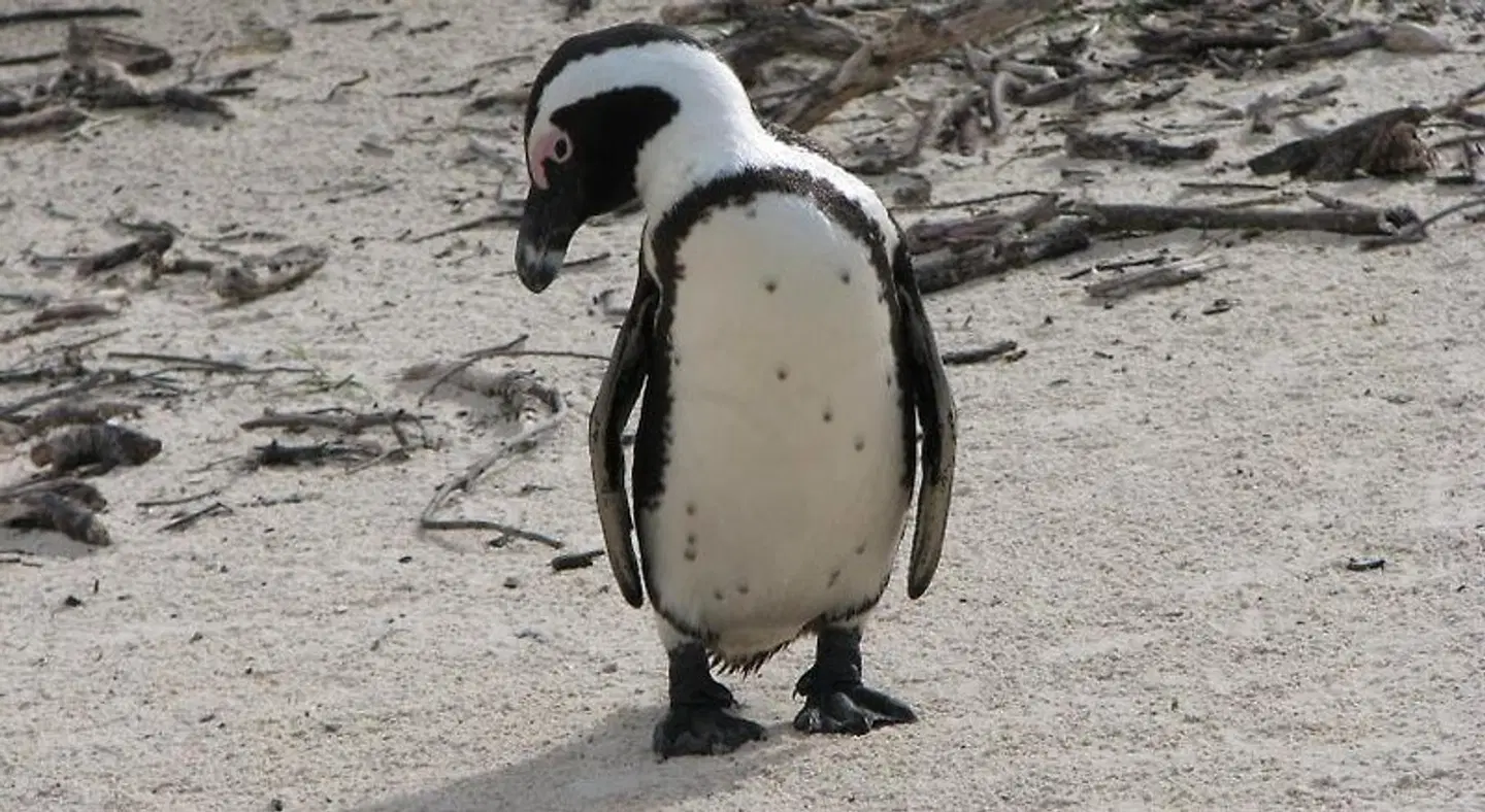 Albatross Guest House Tiere