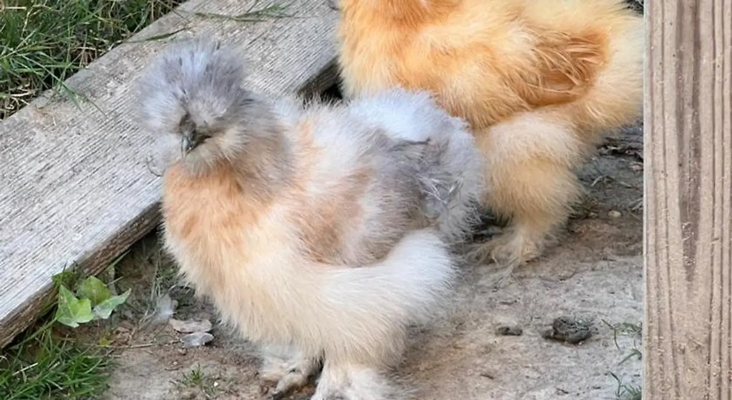 Les Prémices De La Forêt Tiere